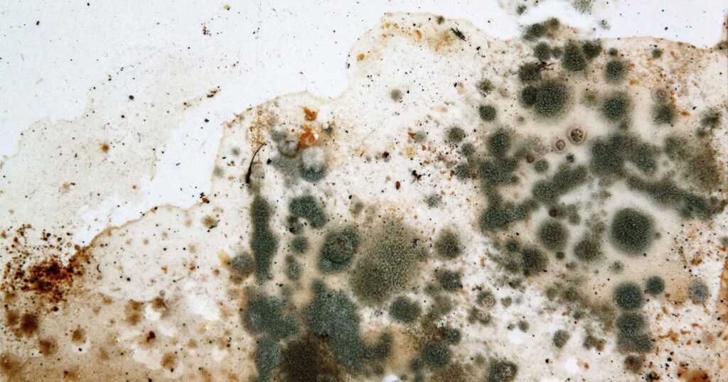 Mold on white background, fungus on white background, bacteria on white surface, Mold growth on white surface