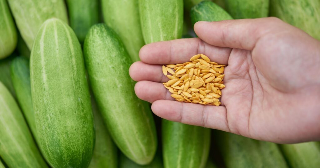 Cucumber seeds in hand