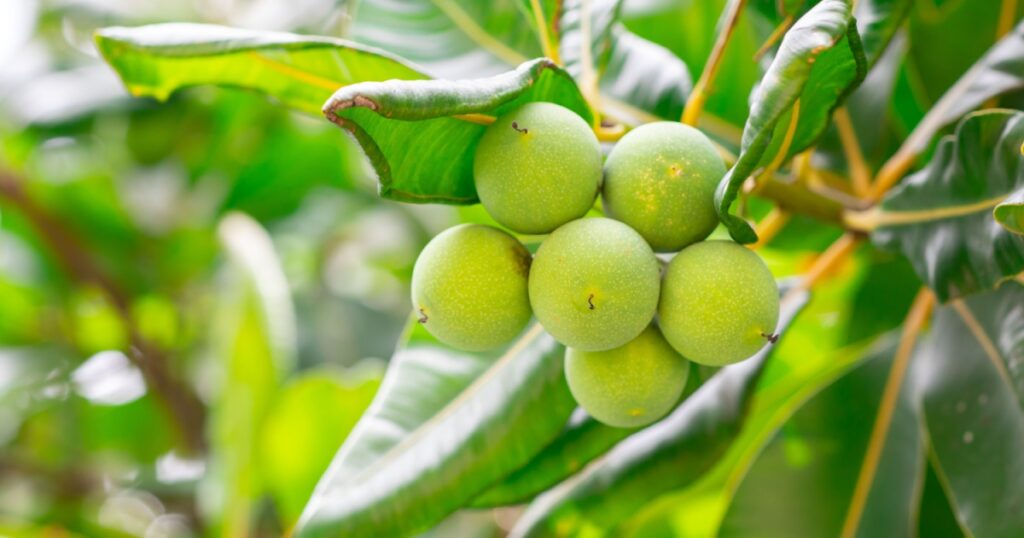 Raw ball fruits or green ball nut of Alexandrian laurel, Beautiful-leaf, Bornero mahogany, Indian laurel (Calophyllum Inophyllum) on tree in the tropical forest