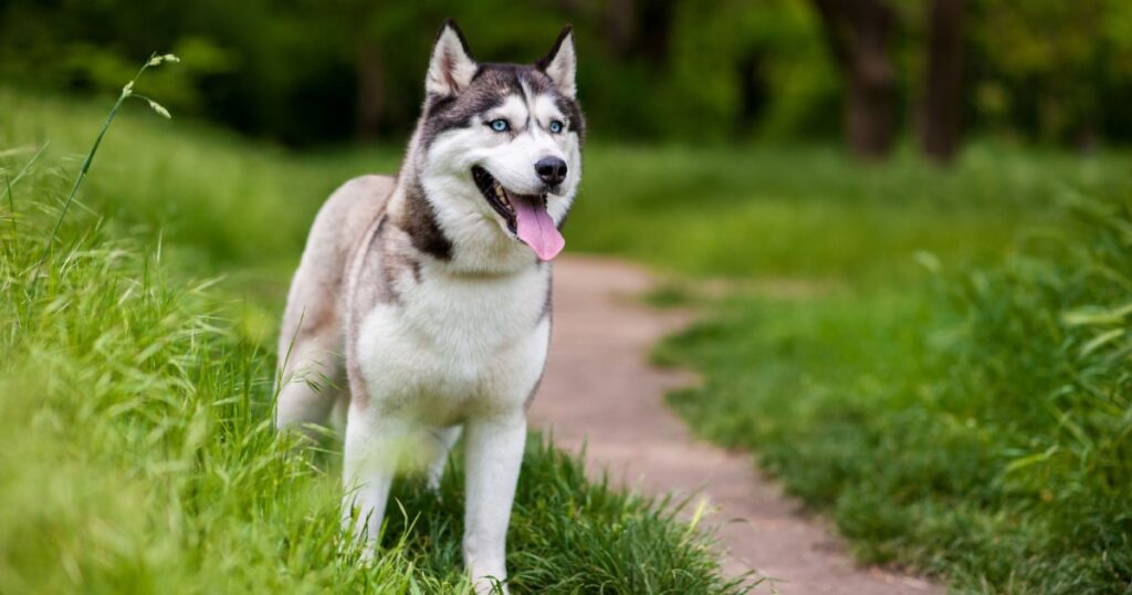 Dog Owner Claims Her Husky Sniffed Out Her Cancer 3 Times - Featured image