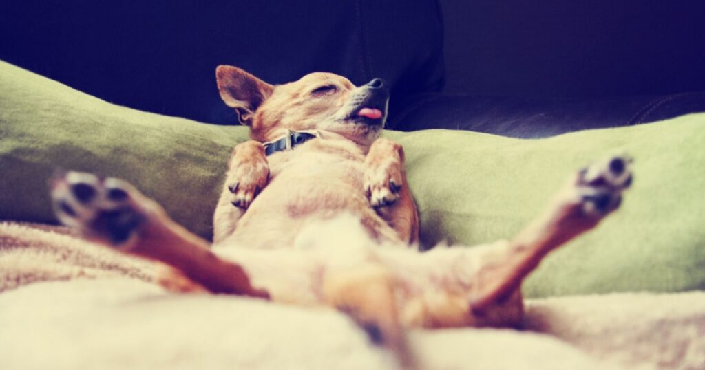 cute chihuahua taking a nap with his legs spread eagle on a pet bed toned with a retro vintage instagram filter effect app or action