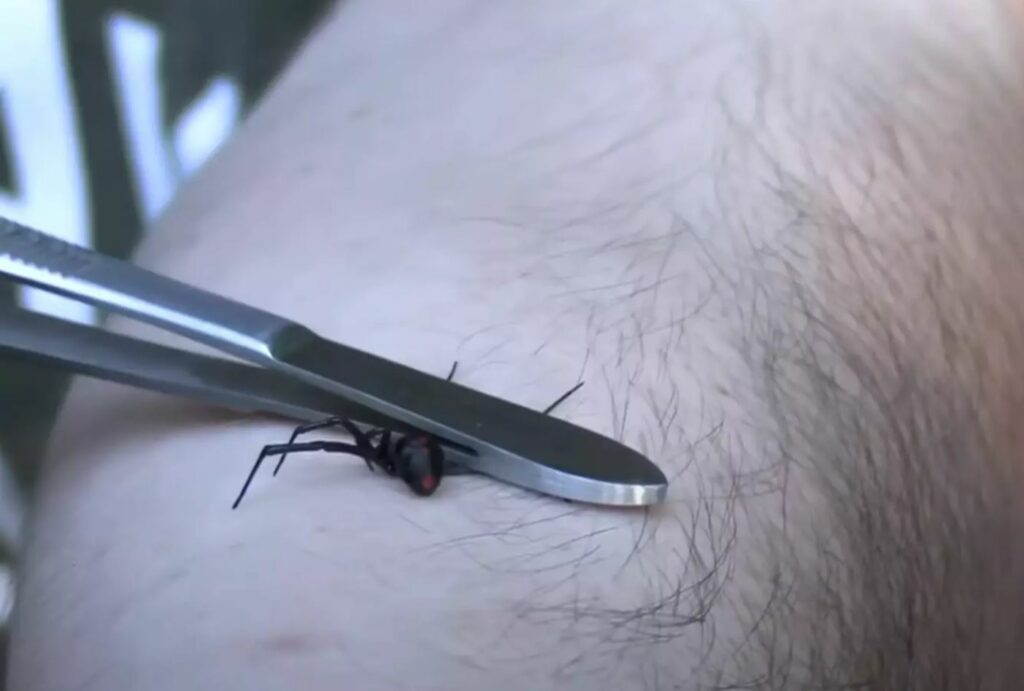A black widow being squished by tweezers.