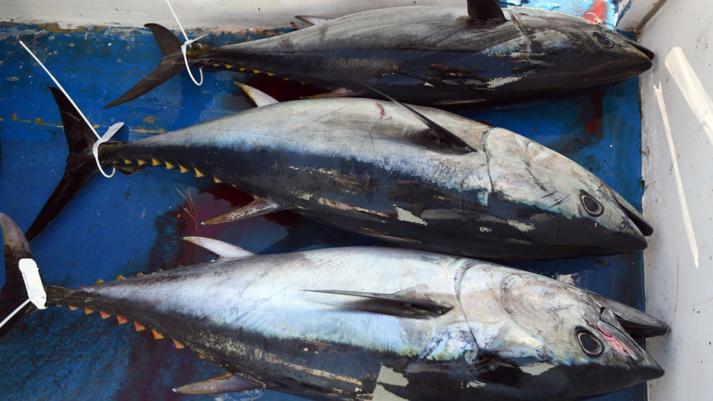 Atlantic Bluefin Tuna fish