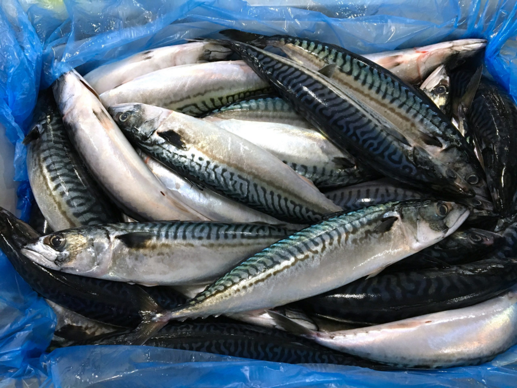 Atlantic mackerel (Scomber scombrus)