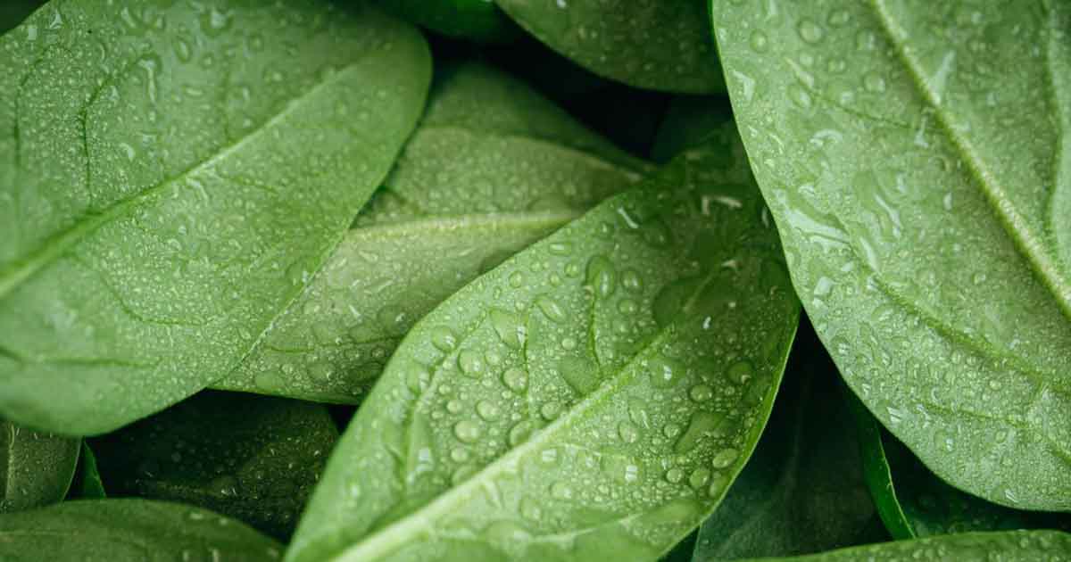 Does Spinach Make Your Mouth Dry at Kevin Leach blog