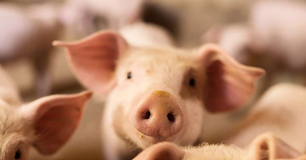 30 Smartest Animals in the World - Featured image