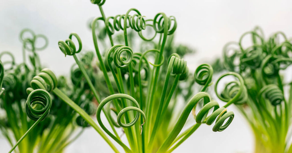 30 Unique Succulents That Look Like They’re From Another Planet - Featured image