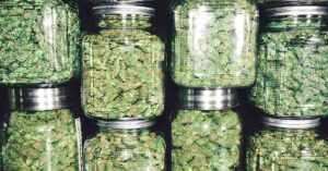 25 Things People Didn’t Realize About Cannabis various jars of cannabis / marijuana.