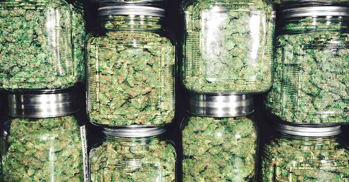 various jars of cannabis / marijuana.