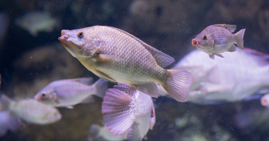 The Benefits and Potential Dangers of Eating Tilapia Fish - Featured image