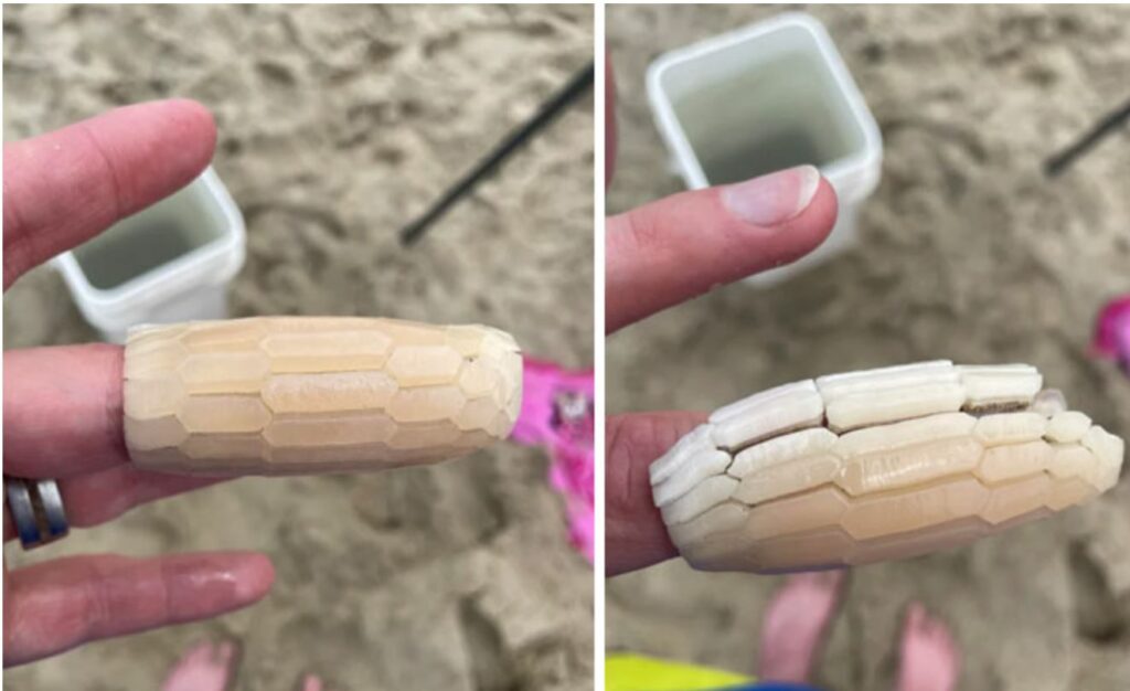 Two pictures side by side of a man holding a strange object. Sand, fingers, and feet in the background.