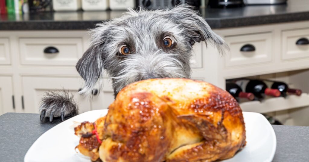 Funny photo of a bad dog with paws on kitchen counter looking at a roasted chicken with big excited eyes