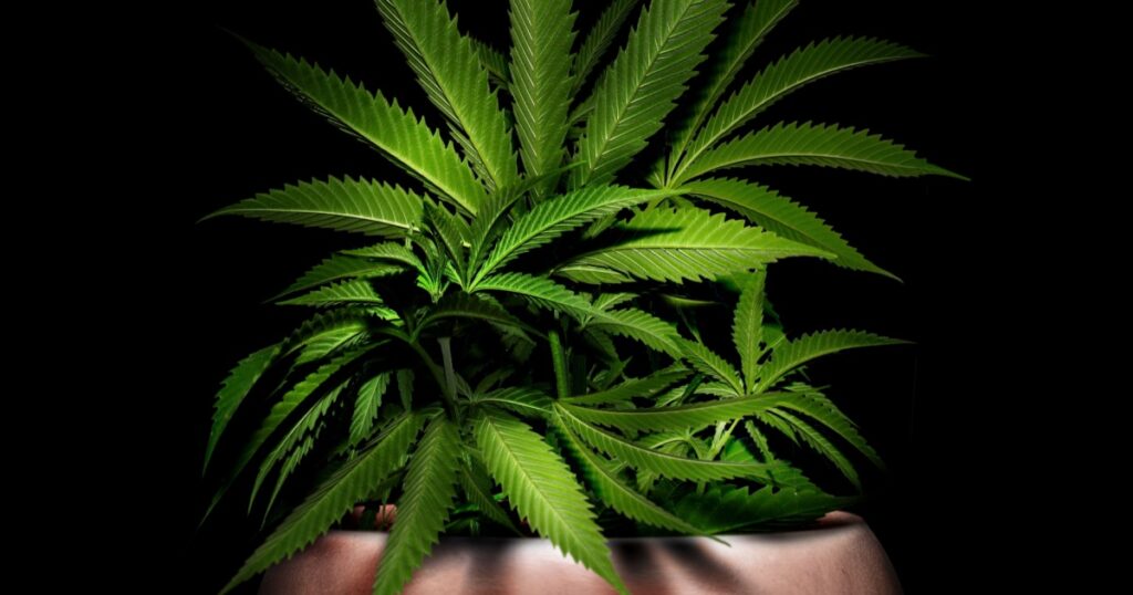 marijuana growing indoor on junkie brain, he thinks it's medical cannabis