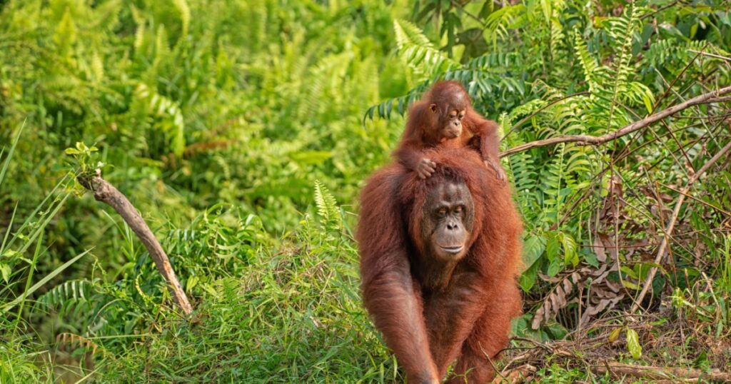 Mother orangutan (orang-utan) with funny cute baby on hers neck in theirs natural environment in the rainforest on Borneo (Kalimantan) island with trees and palms behind.