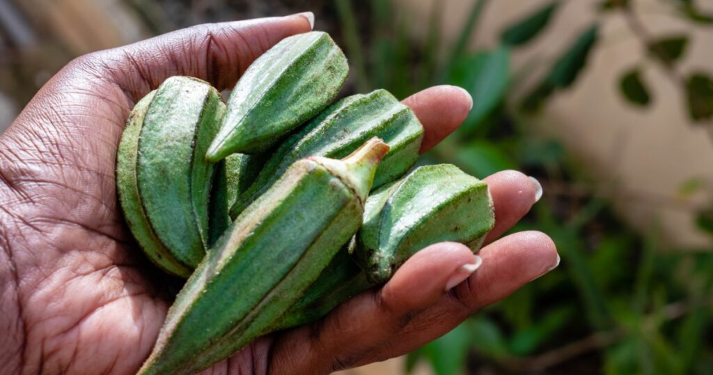 Nigerian Woman holding fresh organic Okra (Okra) from garden in hands vegetable on hand. Black African Healthy green vegan cooking ingredients.