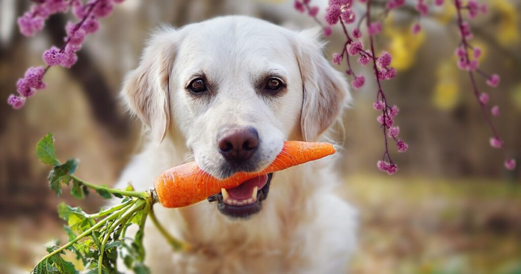 Dog holds carrot in its mouth