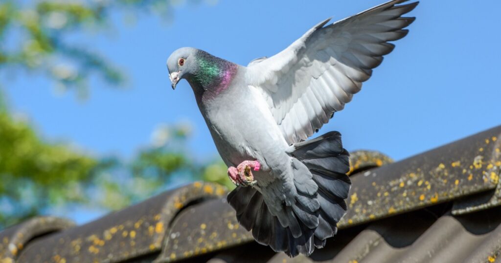 Racing pigeon comes home and prepares for landing
