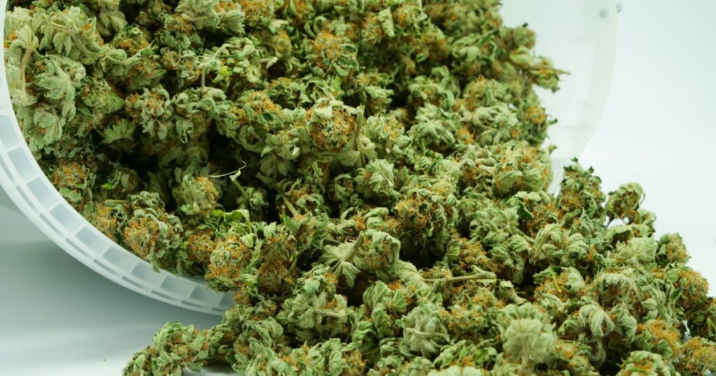 dry cannabis, marijuana in a bucket