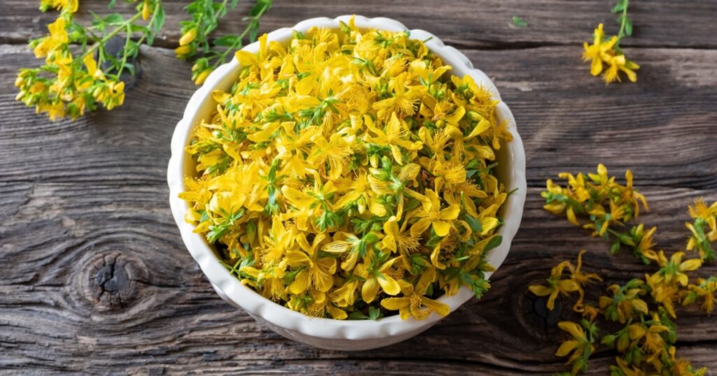 Fresh St. John's wort flowers in a bowl, top view