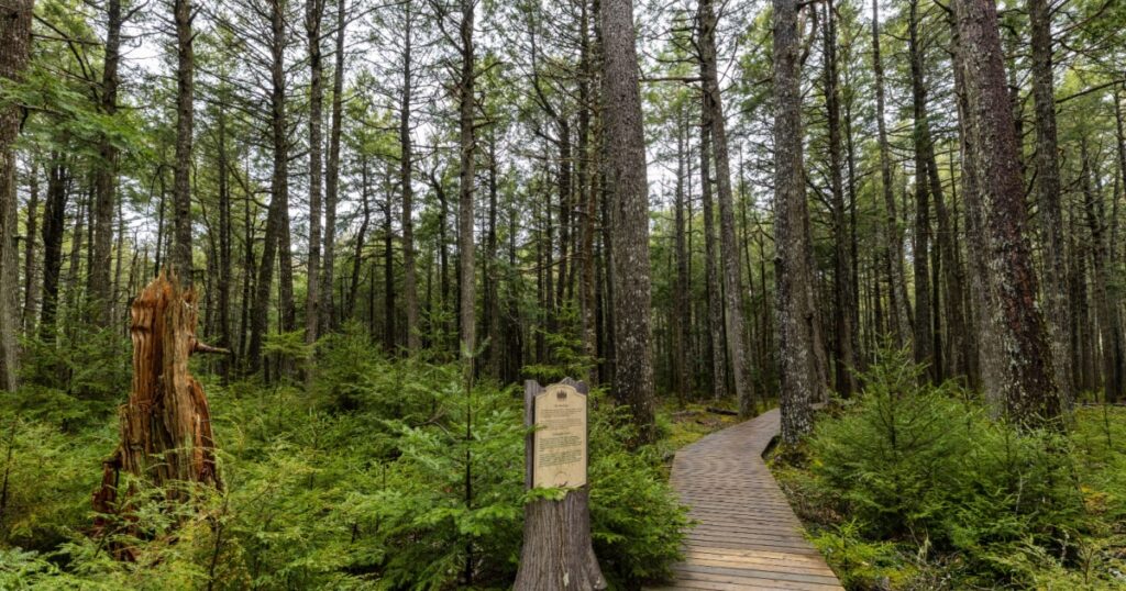 The Forest of Kejimkujik National Park in Nova Scotia Canada