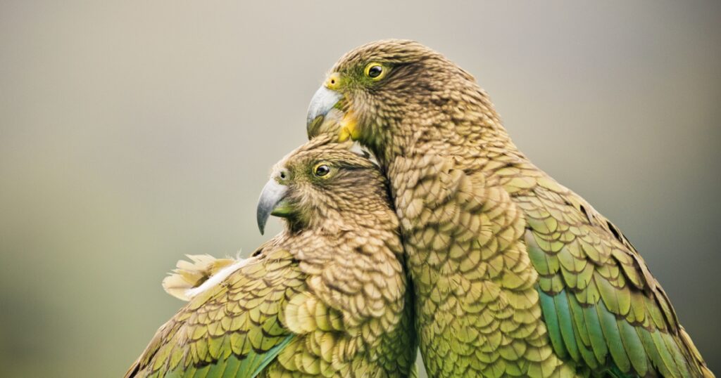 Kea's (Alpine Parrots) sitting together, Arthurs Pass National Park, New Zealand (