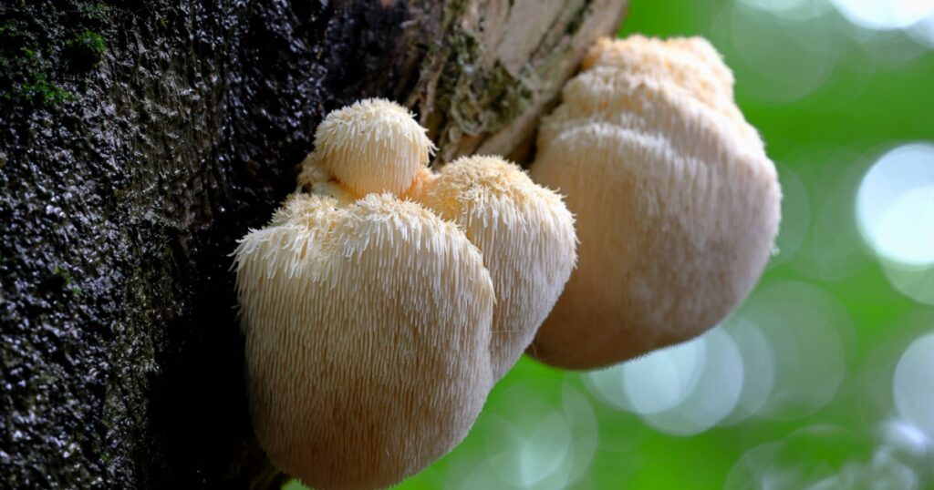 mushroom Lion's Mane, Hericium erinaceus
