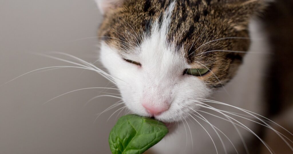 The cat is eating leaf of spinach at home or in indoor.