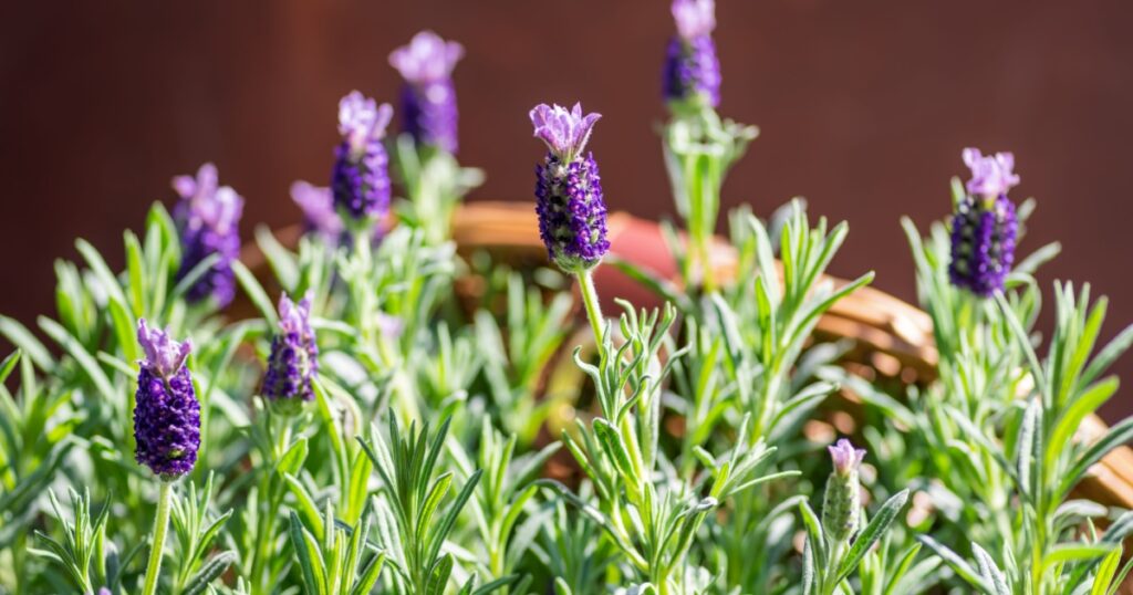 Closeup of fresh lavender blooms in a terracotta pot