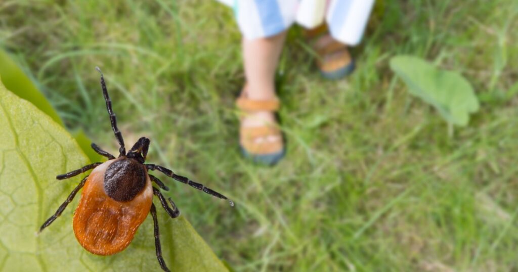 Dangerous deer tick and small child legs in summer shoes on grass. Ixodes ricinus. Parasite hidden on green leaf and little girl foots in sandals on lawn in nature park. Tick-borne disease