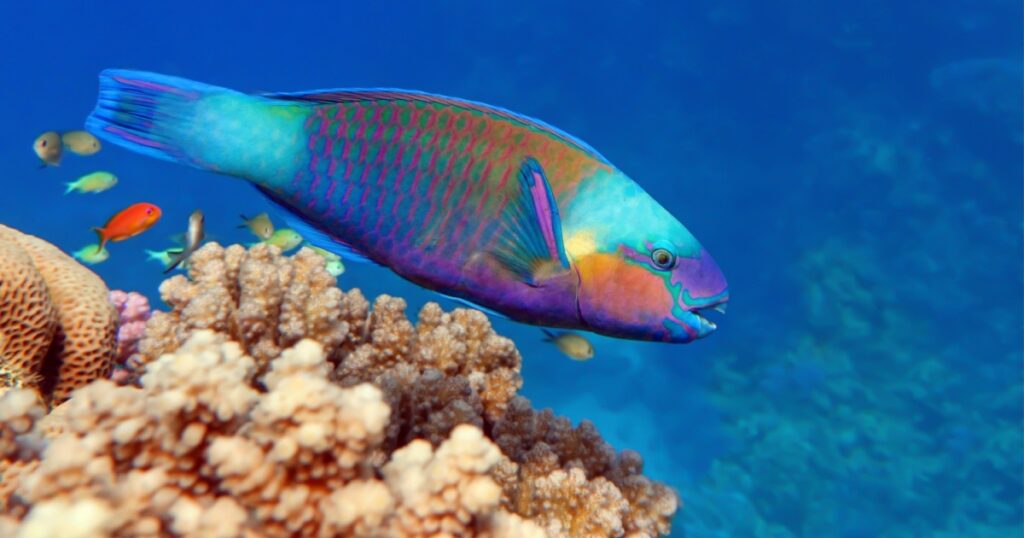 Daisy parrotfish - Chlorurus sordidus, Red Sea