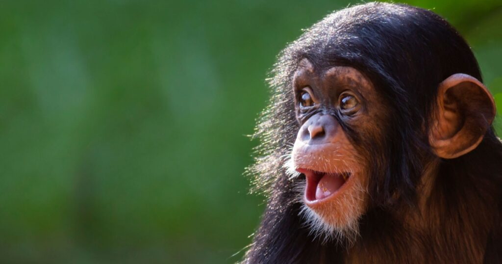 Close up portrait of a happy offspring chimpanzee with a silly grin with room for text