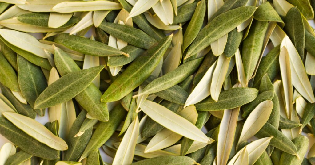 New crop green fresh olive leaves background,harvest concept.This image can be used vertically or horizontally.