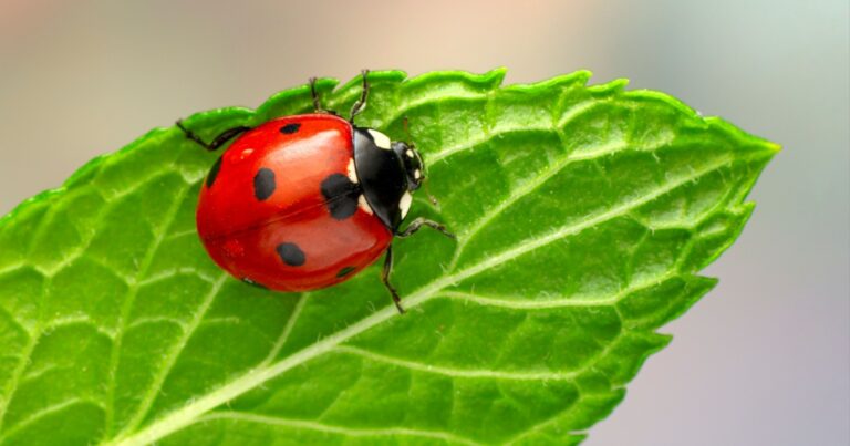 5 Helpful Insects You Shouldn't Kill