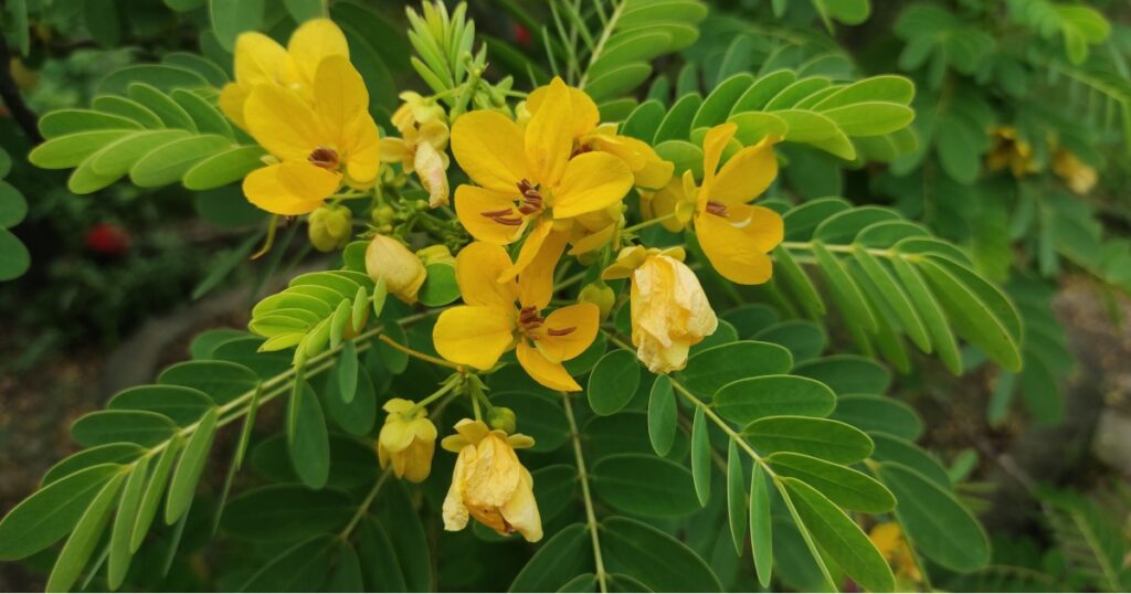Chinese teak or Senna Alexandrina is a large genus of flowering plants in the family Fabaceae