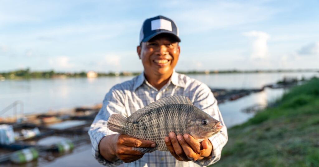 Asian Fisherman holding big tilapia fish, freshwater fish that was raised in ponds and cages. Tilapia Farming.