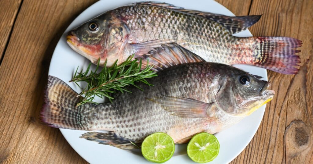 Tilapia with white plate with rosemary lemon lime on wooden background, Fresh raw tilapia fish from the tilapia farm - top view