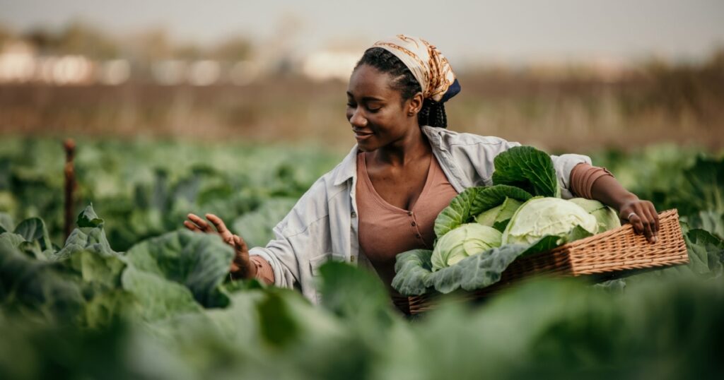 Portrait of a dedicated black woman holding a crate full of fresh cabbage in her hands on the farm outdoors