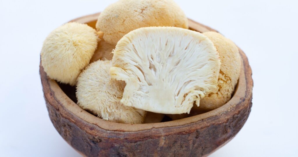 Fresh lion's mane mushroom on white