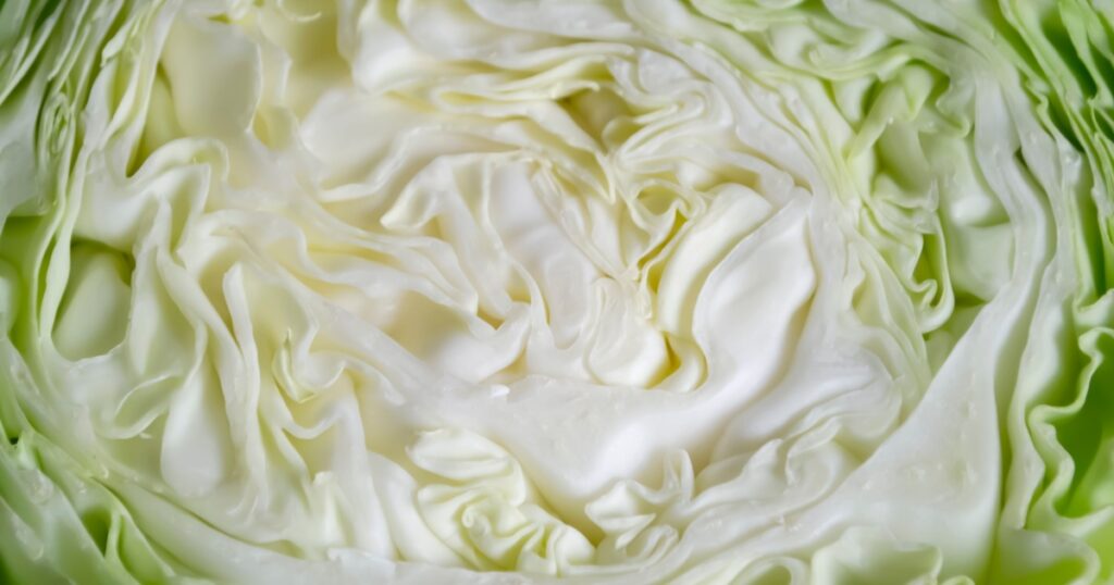 White cabbage in section. Cut cabbage. Light leaves of early cabbage.