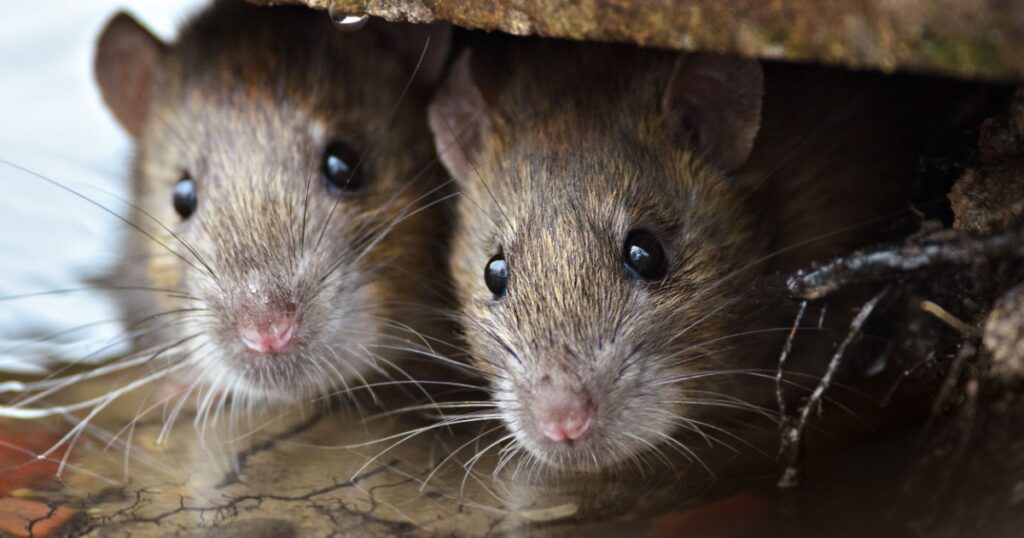 Two cute and curious Brown Rats looking of the cover.