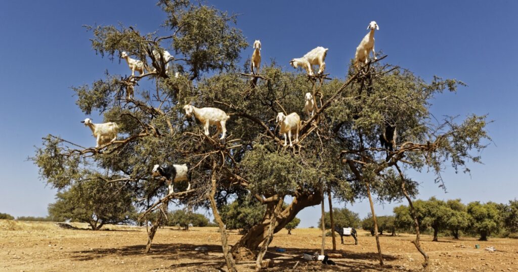 Argan trees and the goats on the way between Marrakesh and Essaouira in Morocco.Argan Oil is produced by using the seeds of the trees,and the oil is used for cosmetics,beauty products and skin care