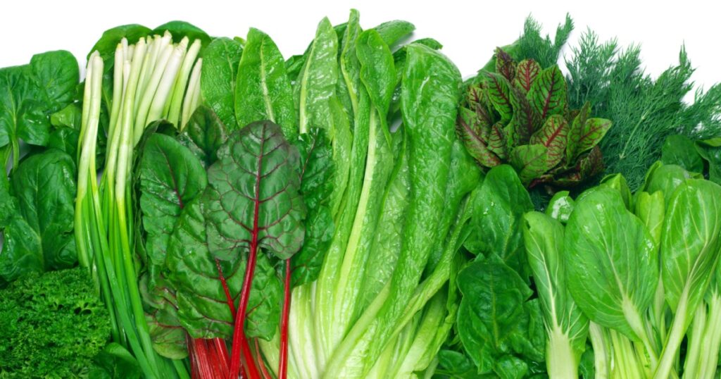 Various green leafy vegetables in row on white background. Top view point.