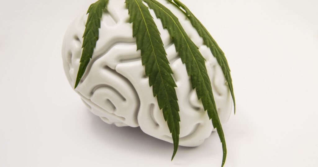 The figure of the human brain, covered with a green leaf on top of medical cannabis. The idea for the characteristics of marijuana addiction or use of marijuana in neurology or neuroscience