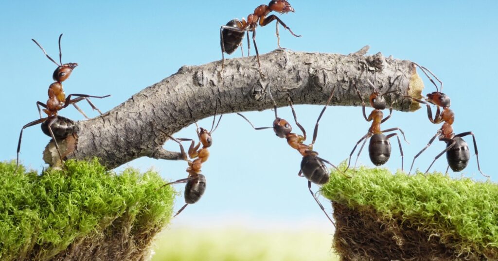 team work, ants constructing bridge