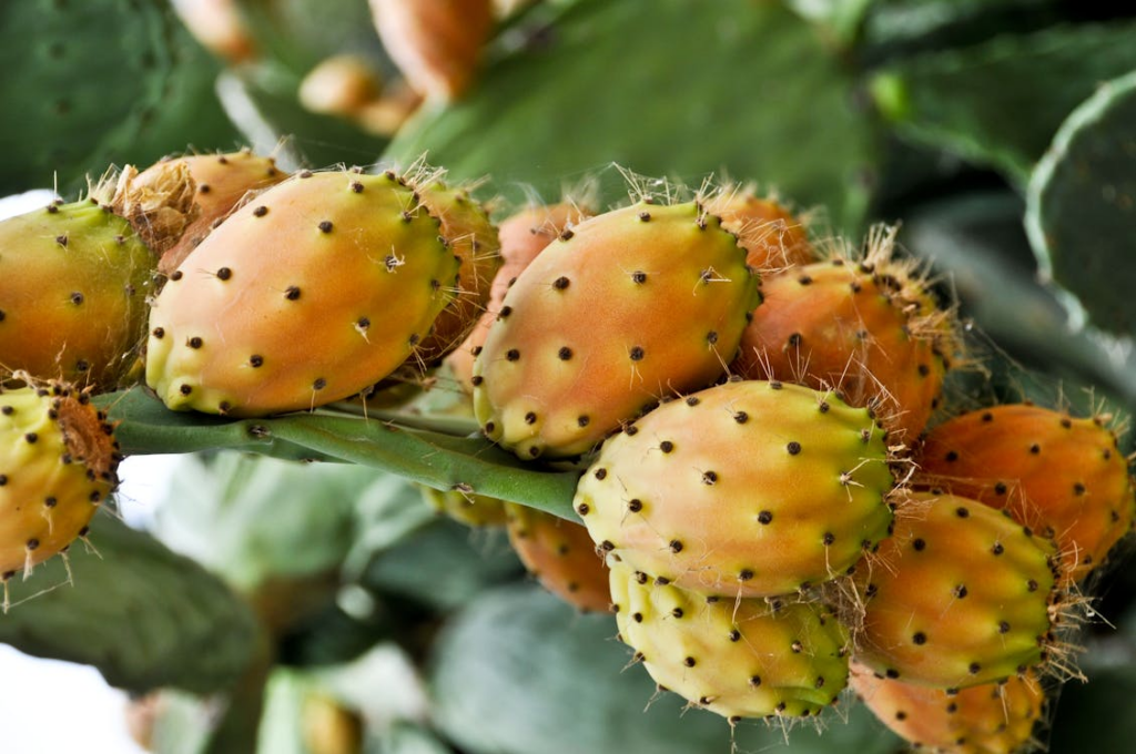 Prickly Pear for magnesium