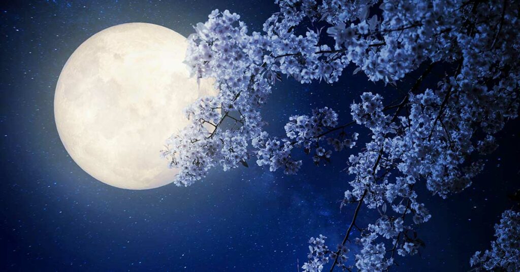 17 Night Blooming Flowers to Create a Magical Moon Garden - Featured image