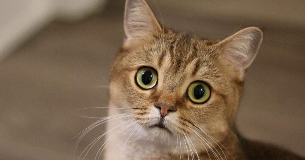 Having a Cat Increases Your Chances of Developing Schizophrenia, Study Claims - Featured image