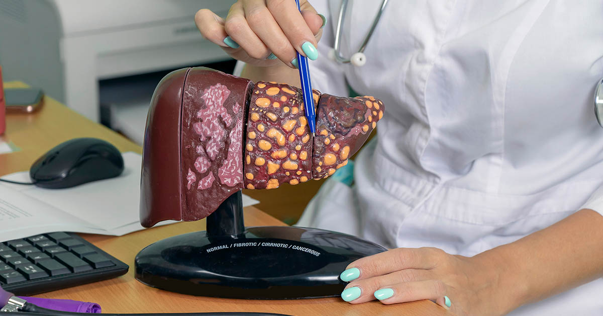 Medical professional articulating a 3d model of a liver showing a cross section removed