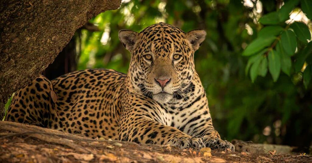 First Jaguar Born Through Artificial Insemination Was Eaten By Its Mother - Featured image