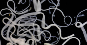 Tape worms